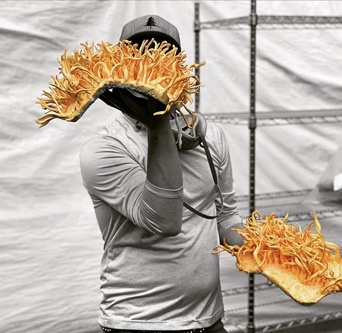 Hodgins Harvest Organic Cordyceps Tincture | Made with Mushrooms Grown On Our Farm in The USA | Dual Extract | Extra-Concentrated (2 fl oz)