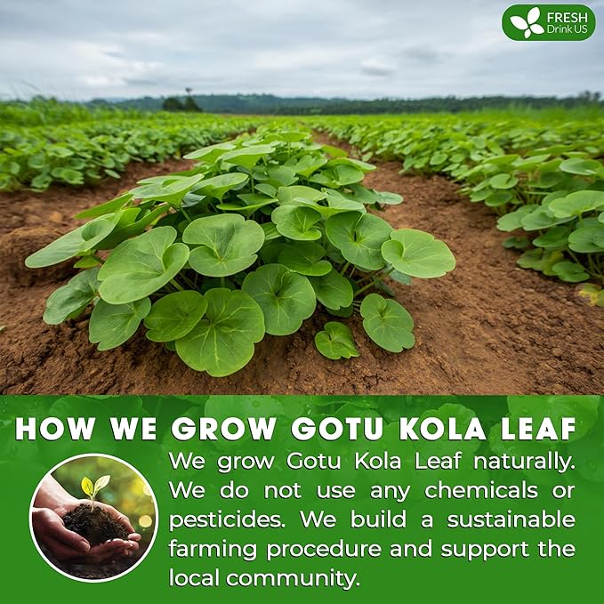 FreshDrinkUS, Premium Gotu Kola Leaf Tea β 40 Tea Bags | Pure Dried Centella Asiatica Leaves | Naturally Caffeine-Free Herbal Tea | Refreshing Aroma & Smooth Taste | Premium Herbal Infusion. Vegan