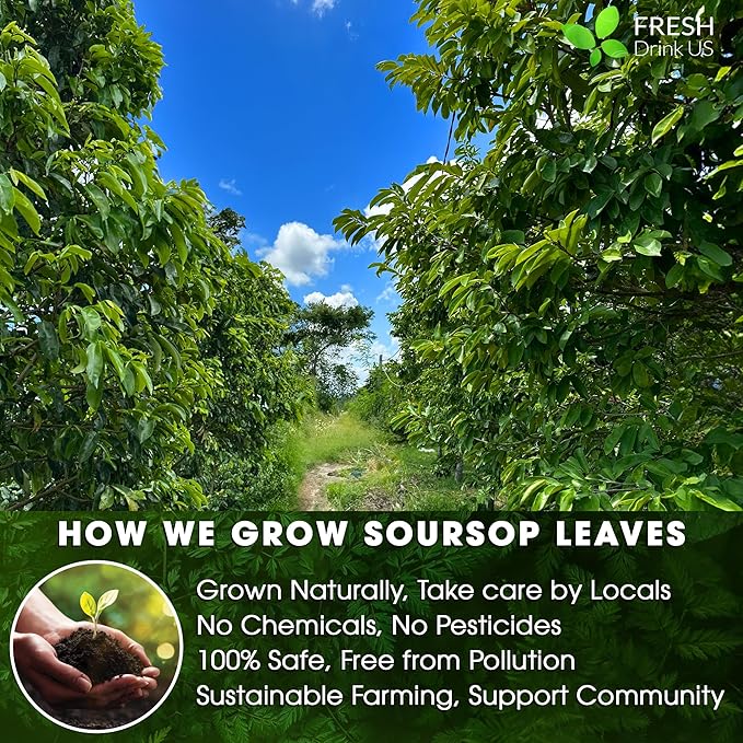 FreshDrinkUS, 60 Premium - The Top Soursop Graviola Leaf Tea Bags, 100% Pure & Natural from Soursop Leaves, Handmade, Made With Natural Materials-Corn Fiber Tea Bag, Sugar/Caffeine/Gluten Free, Hoja Guanabana Tea