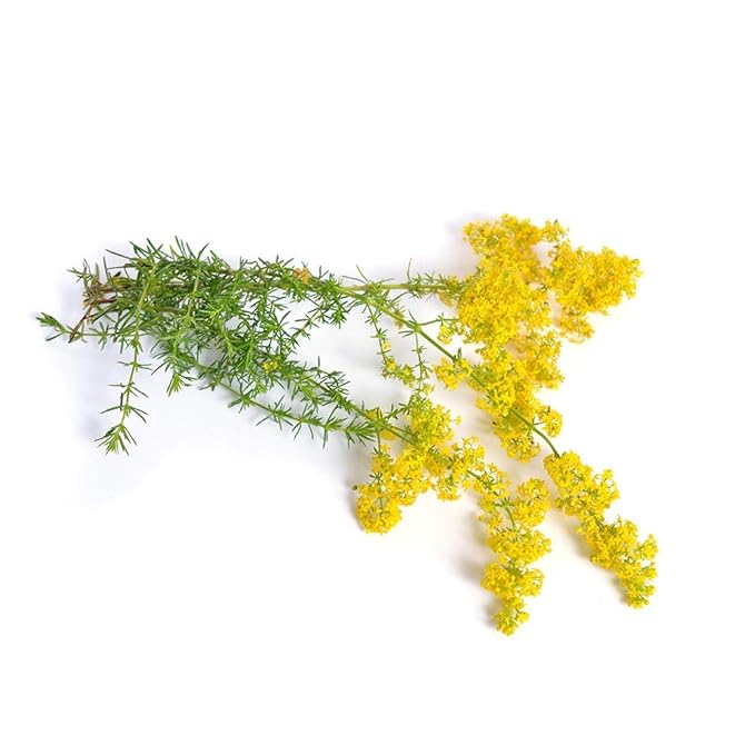 Biokoma Pure and Organic Lady's Bedstraw Dried Herb 50g (1.76oz) In Resealable Moisture Proof Pouch, USDA Certified Organic - Herbal Tea, No Additives, No Preservatives, No GMO, Kosher