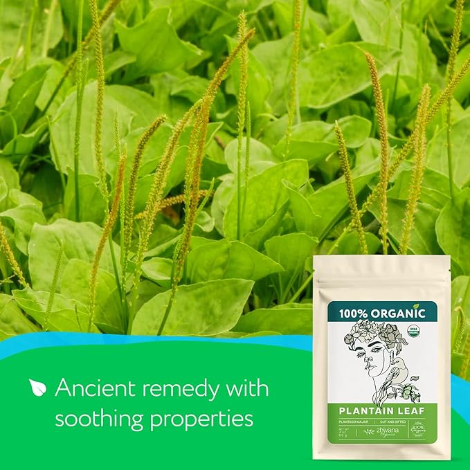 Plantain Leaf Organic (4 oz.) – Broadleaf Plantain Tea Loose Leaf (Plantago Major) – Llanten Planta Medicinal - Herbal Tea for Digestion, Respiratory Health & Detox