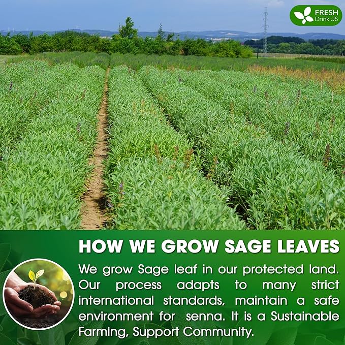 FreshDrinkUS Premium Sage Leaf Tea Bags, 100% Natural & Pure. Loose Leaf Herbal Tea. Made with Natural Material Tea Bags. No Sugar, No Caffeine, No Gluten, Vegan