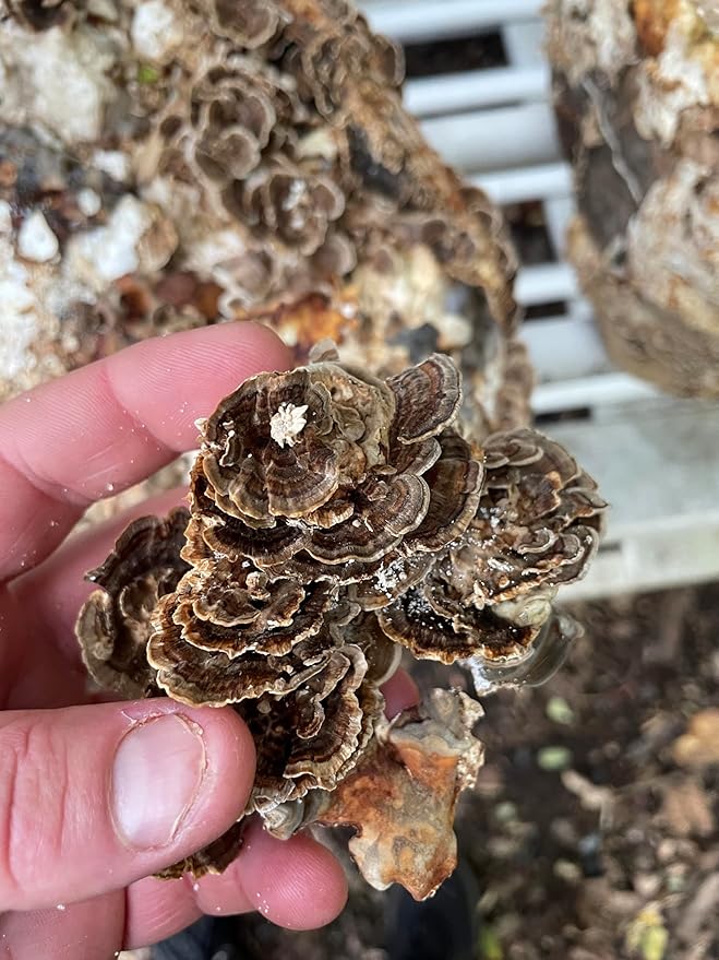 Organic Lion’s Mane + Turkey Tail Tincture | Made with Mushrooms Grown On Our Farm in The USA | Dual Extract | Extra-Concentrated (4 fl oz)